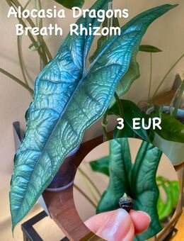 Alocasia Dragons Breath Rhizom - Berlin