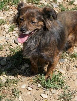 Emilija sucht geduldige Menschen - Schwabach