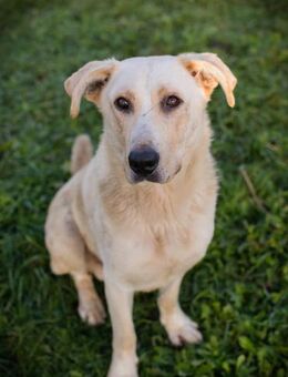 ELIJAH - ausgeglichen und anhänglich - Overath