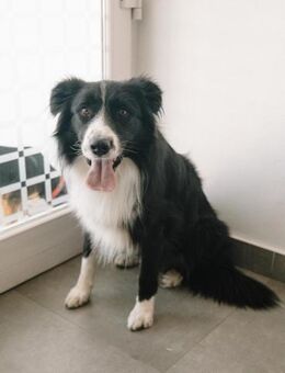 Border Collie Neuer - Ellerbek