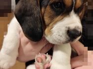 Beagle Welpe ab sofort - Marl (Nordrhein-Westfalen)