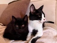 Mama & Kitten suchen gemeinsam ein liebevolles Zuhause 🐾 - Wuppertal