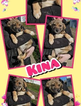 Süße Kina in Not! - Nürnberg