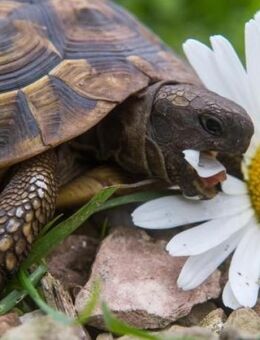 Griechische Landschildkröten, NZ 2022, 3 jährig - Veitshöchheim