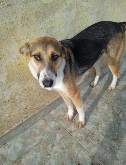 Kessy, unsere zarte, sanfte Seele - Starnberg