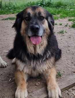 ❣️Rodica 💗 - verspielter ✨ Rohdiamant❣️ - Eislingen (Fils)