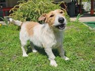Lazar Jack-Russel Mix Rüde 5 Jahre in HU - Reutlingen