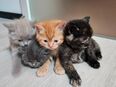 Kitten LKH / EKH Mix in 82256