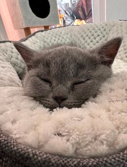 BKH Kitten - Bernau (Berlin)