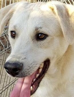 Codi - Rotenburg (Fulda)