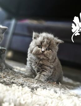 Traumhafte Britenbabys (BKH/BLH) in Blue & Lilac suchen ihr Zuhause - Bremen