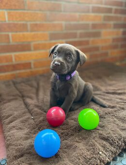 Reinrassige Labrador Welpen. - Waldeck (Hessen)