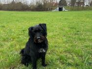 🩵 Alfi sucht ein neues Zuhause vielle - Kassel