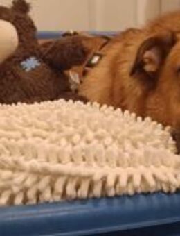 CHARLY - tapfer & voller Lebensfreude - Kallmünz