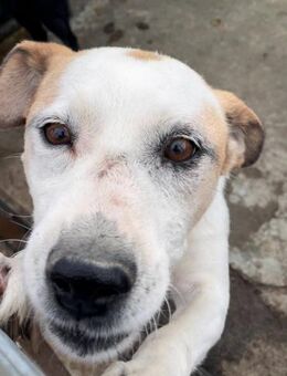 Sanfter Queenie sucht sein Glück! - Großefehn