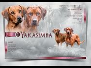 Rhodesian Ridgeback Wurfankündigung - Gilten