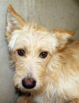 Baldo, ängstlich - Kettershausen