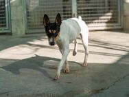 MATEO, m., kastr., Terrier-Mix, 43 cm - Sipplingen