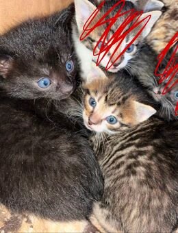 Katzenbabys - Rosenbach (Vogtland)