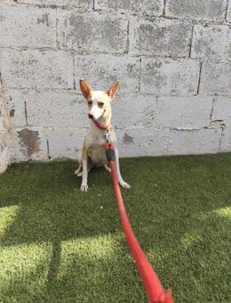 Chispa - Geilenkirchen