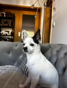 Tommy sucht sein Zuhause - Neuburg (Donau) Zentrum
