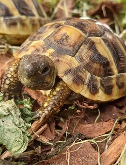 Biete Schildkröten Landschildkröten aus 2024 - Weichs