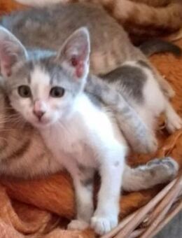 Katze MALINA suchte Schutz - Augsburg