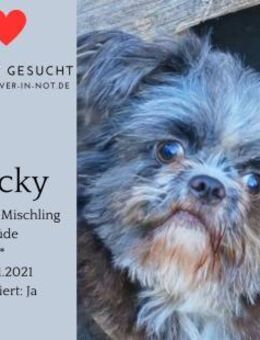 Rocky sucht liebevolles Zuhause - Lippetal