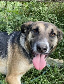 Freundliche Malena sucht ihren Menschen - Sehnde