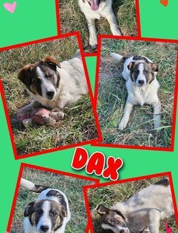 Süßer Dax auf Körbchensuche! - Nürnberg