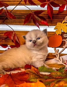 Nur noch 2 zauberhafte Ragdoll ähnl. Heilige Birma Kitten! Katzenbabys / Babykatze - Neu Wulmstorf
