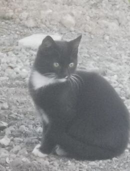 Katzenbabys jung katzen - Kißlegg