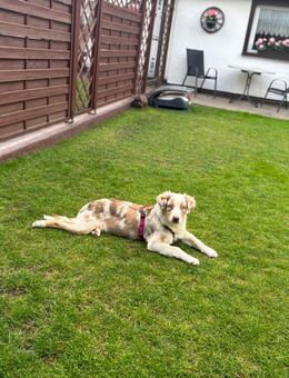 Australian Sheperd Hündin sucht liebevolle Familie ! - Karlsruhe