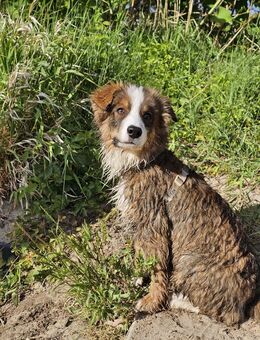 Mini Australian Shepherd - Dessau-Roßlau