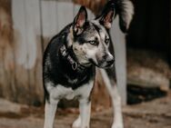 Freya braucht eine Chance (Tierschutz) - Höchenschwand