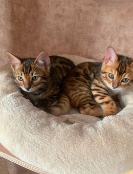 Bengal Kitten mit Stammbaum - Aachen