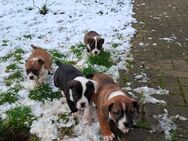 Jack russel x französische Bulldogge - Barnstädt