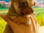 Chihuahua-Männchen (Kurzhaar) sucht liebevolle Familie! - Uder