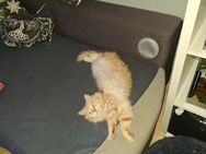 Katzenpaar sucht neues Zuhause - Cottbus