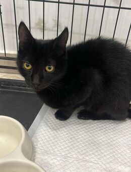 Handicap Kater Panko aus dem Tierschutz - Grevenbroich