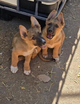 Fifi, Minihund such neue Familie - Unterföhring