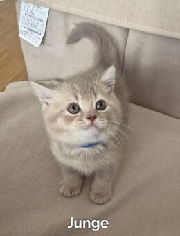 Britisch Kurzhaar Katzenbabys - Ostfildern