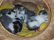 6 AprilKätzchen Katzen Babys von 2 Katzen-Mamas abzugeben Ende Juni/Anfang Juli - Hanau (Brüder-Grimm-Stadt) Großauheim
