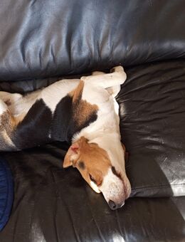 Lieber, lebhafter Beagle sucht neues Zuhause - München Neuhausen-Nymphenburg