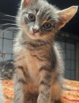 Süße Kätzchen suchen Traumplatz - Triftern