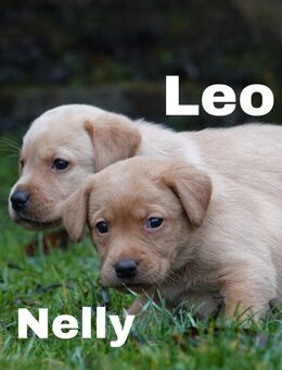 Zuckersüße Labrador Welpen suchen ihr Zuhause - Hörselberg-Hainich