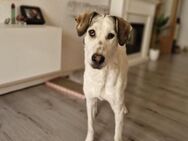 Felicia wünscht sich endgültiges Zuhause - Neuss
