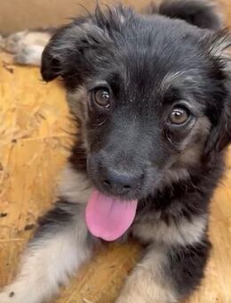 ✨Welpe kleine Roxy 🐾✨ - Eislingen (Fils)