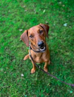 Lola - 2 Jahre - sucht ihren Platz - Schmitten