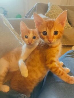 Leo und Jesse aus dem Tierschutz - Grevenbroich
